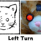 Illustration for article titled Wanky, the Freaky Turn Signal Cat